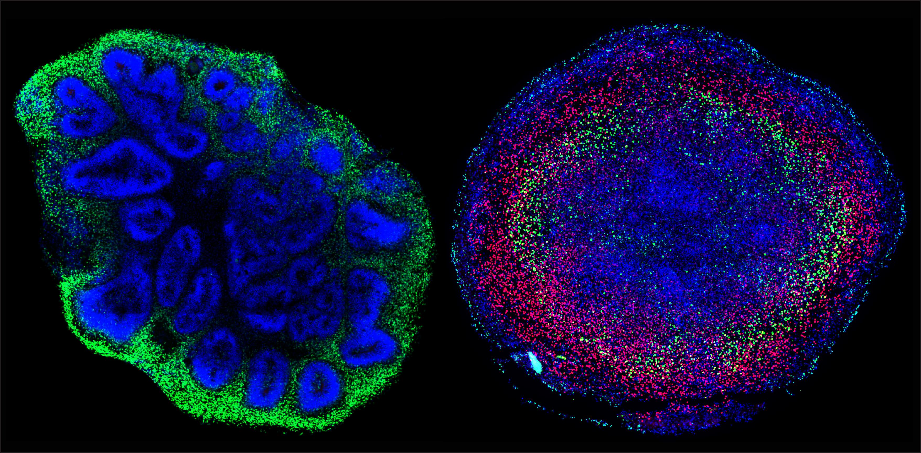 CBI Image of the Year - Tae Yon Kim (winner)