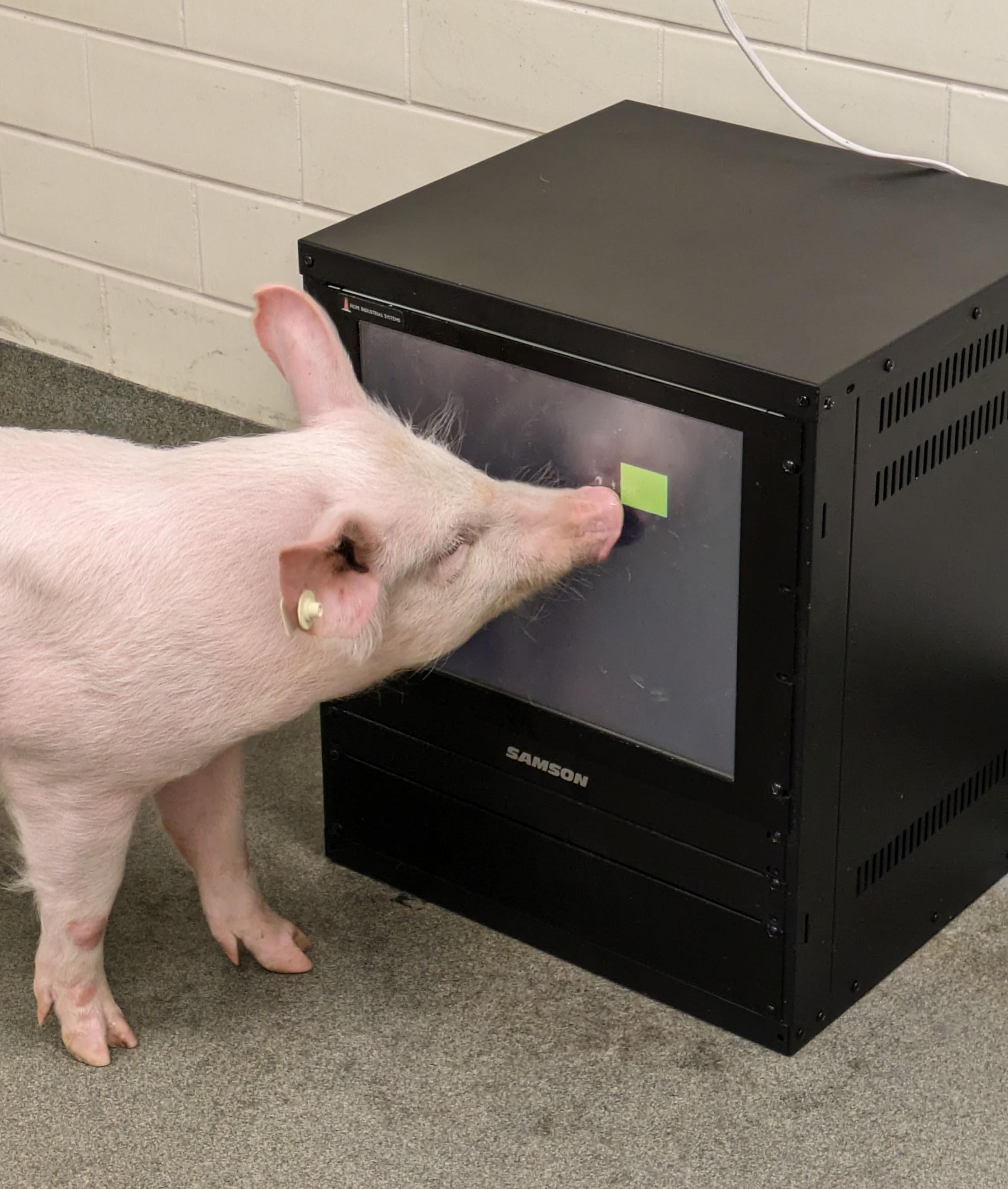 Quiet Reflection by Cole Vonder Haar and Jenna McCloskey - a pig uses its snout to interact with a novel behavioral testing device