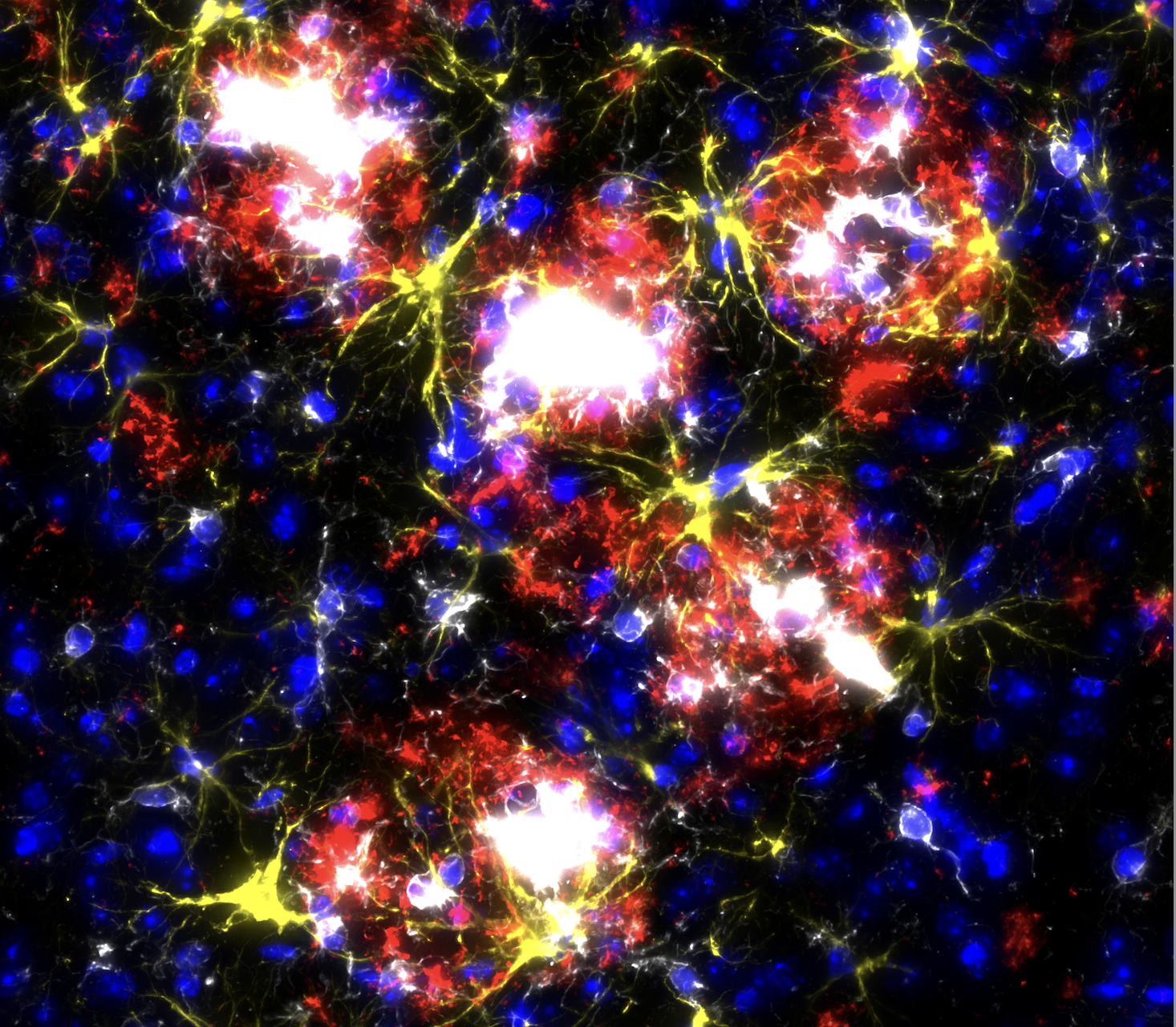 Tae Yeon Kim, PhD Student | Fu Lab